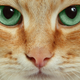 Illustration for article titled Cats Have Been Stuck With Oafish Humans Longer Than We Ever Knew